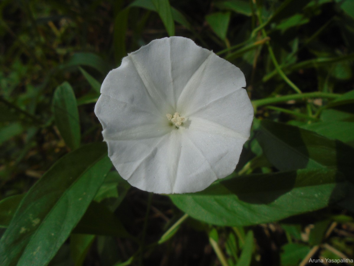 Aniseia martinicensis (Jacq.) Choisy